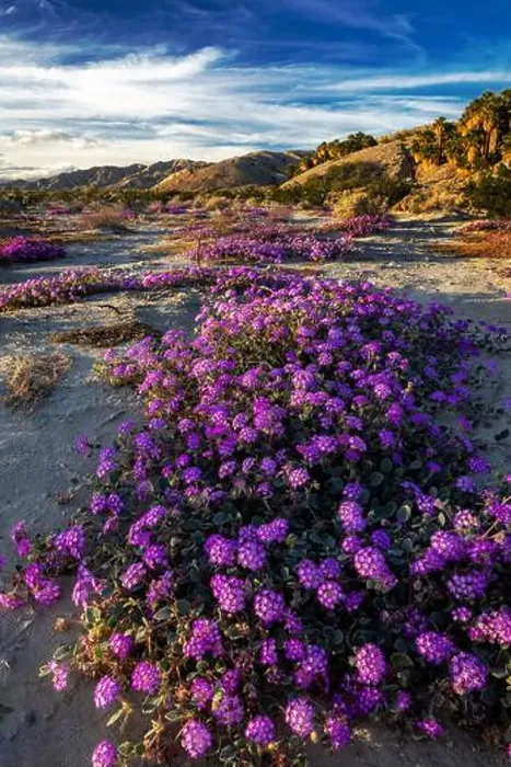 Framed Print : Sand verbena wildflowers in the Coachella Valley National Wildlife Refuge near Palm Springs, California, USA Framed Print : Sand verbena wildflowers in the Coachella Valley National Wildlife Refuge near Palm Springs, California, USA