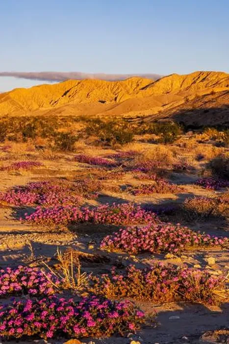 Framed Print : Sand verbena wildflowers in the Coachella Valley National Wildlife Refuge near Palm Springs, California, USA Framed Print : Sand verbena wildflowers in the Coachella Valley National Wildlife Refuge near Palm Springs, California, USA