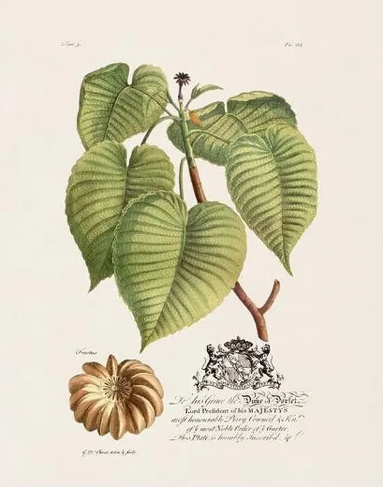Framed Print : Sandbox Tree. Botanical illustration from the 18th century by Ehret, George Dionysius, 1708-1770 Framed Print : Sandbox Tree. Botanical illustration from the 18th century by Ehret, George Dionysius, 1708-1770