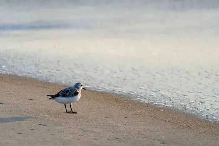 Framed Print : Sanderling bird runs away from the surf of the Atlantic Ocean, looking for food. Nags Head, North Carolina Framed Print : Sanderling bird runs away from the surf of the Atlantic Ocean, looking for food. Nags Head, North Carolina