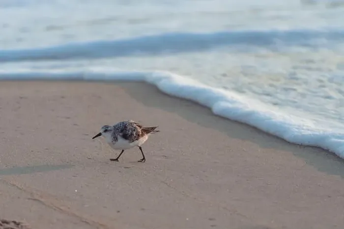 Framed Print : Sanderling bird runs away from the surf of the Atlantic Ocean, looking for food. Nags Head, North Carolina