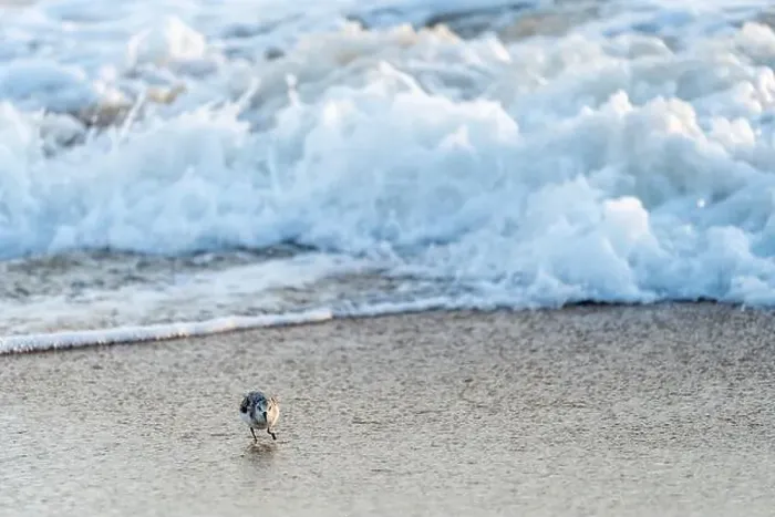 Framed Print : Sanderling bird runs away from the surf of the Atlantic Ocean, looking for food. Nags Head, North Carolina
