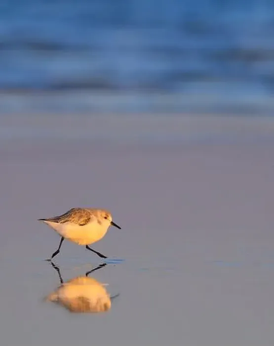 Framed Print : Sanderling (Calidris alba) running at the beach along the ocean coast at sunset light with reflection Framed Print : Sanderling (Calidris alba) running at the beach along the ocean coast at sunset light with reflection