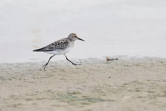 Framed Print : The sanderling (Calidris alba) in summer plumage running through the beach, Galveston, Texas, USA Framed Print : The sanderling (Calidris alba) in summer plumage running through the beach, Galveston, Texas, USA