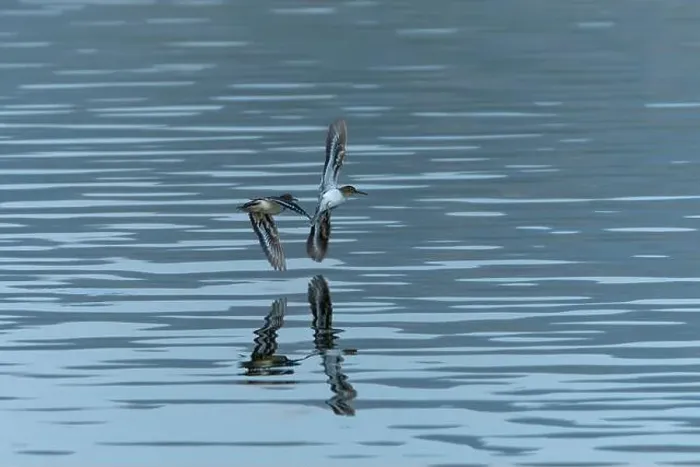 Framed Print : Sanderling Sandpiper in flight dips wingtip in water Framed Print : Sanderling Sandpiper in flight dips wingtip in water
