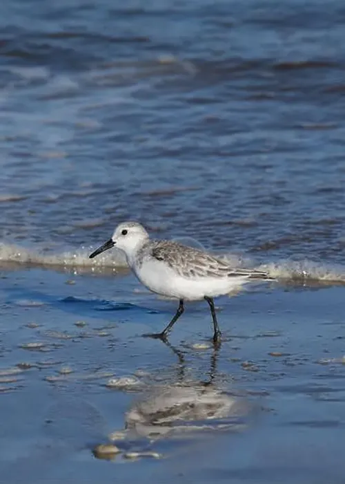 Framed Print : Sanderling on South Padre Island Beach in Texas Framed Print : Sanderling on South Padre Island Beach in Texas