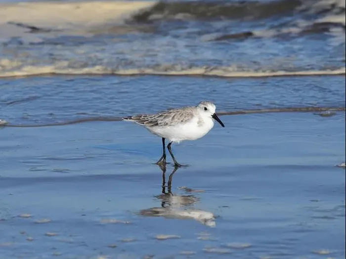 Framed Print : Sanderling on South Padre Island Beach in Texas Framed Print : Sanderling on South Padre Island Beach in Texas
