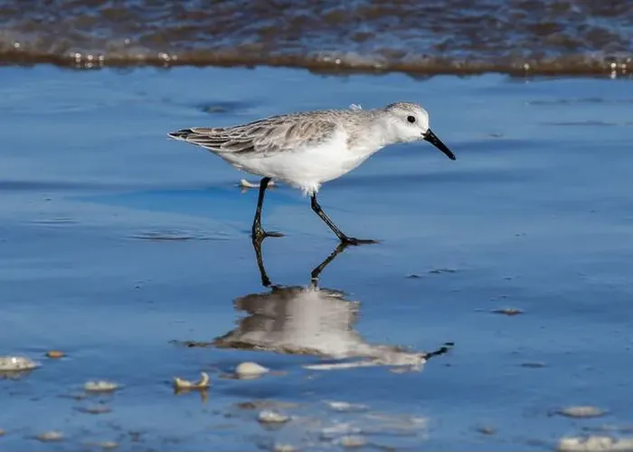 Framed Print : Sanderling on South Padre Island Beach in Texas Framed Print : Sanderling on South Padre Island Beach in Texas