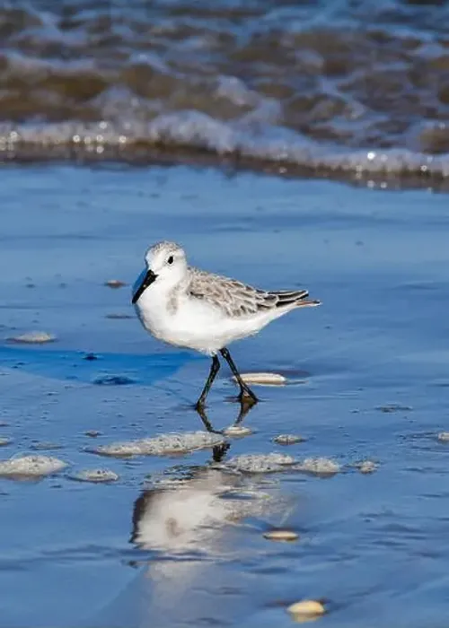 Framed Print : Sanderling on South Padre Island Beach in Texas Framed Print : Sanderling on South Padre Island Beach in Texas