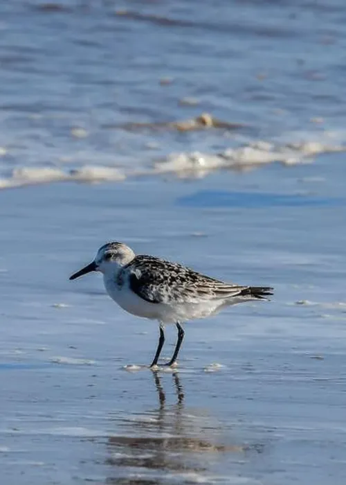 Framed Print : Sanderling on South Padre Island Beach in Texas Framed Print : Sanderling on South Padre Island Beach in Texas