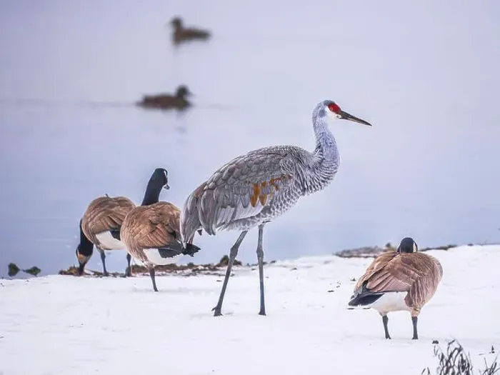 Framed Print : Sandhill Crane bird hanging out with Canada Geese on a snowy field by the lake Framed Print : Sandhill Crane bird hanging out with Canada Geese on a snowy field by the lake