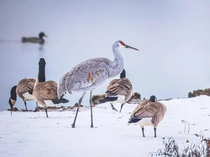 Framed Print : Sandhill Crane bird hanging out with Canada Geese on a snowy field by the lake Framed Print : Sandhill Crane bird hanging out with Canada Geese on a snowy field by the lake
