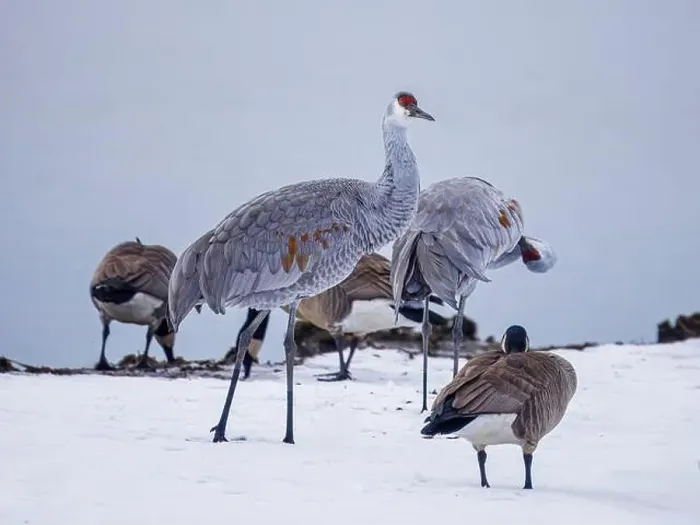 Framed Print : Sandhill Crane birds hanging out with a flock of Canada Goose on a snowy field by the lake Framed Print : Sandhill Crane birds hanging out with a flock of Canada Goose on a snowy field by the lake