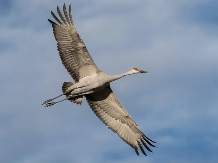 Framed Print : Sandhill crane calling while flying, Bernardo Wildlife Area, New Mexico Framed Print : Sandhill crane calling while flying, Bernardo Wildlife Area, New Mexico