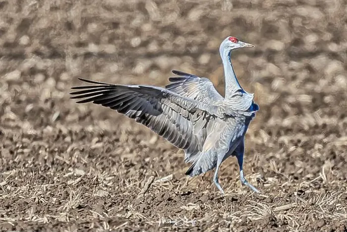 Framed Print : Sandhill crane in the fields around Othello, Washington State Framed Print : Sandhill crane in the fields around Othello, Washington State