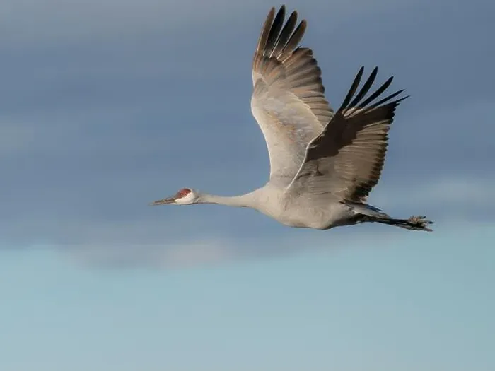 Framed Print : Sandhill crane in flight, Bernardo Wildlife Area, New Mexico Framed Print : Sandhill crane in flight, Bernardo Wildlife Area, New Mexico
