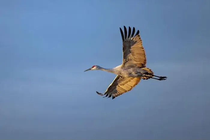 Framed Print : Sandhill crane in flight. Bosque del Apache National Wildlife Refuge, New Mexico Framed Print : Sandhill crane in flight. Bosque del Apache National Wildlife Refuge, New Mexico