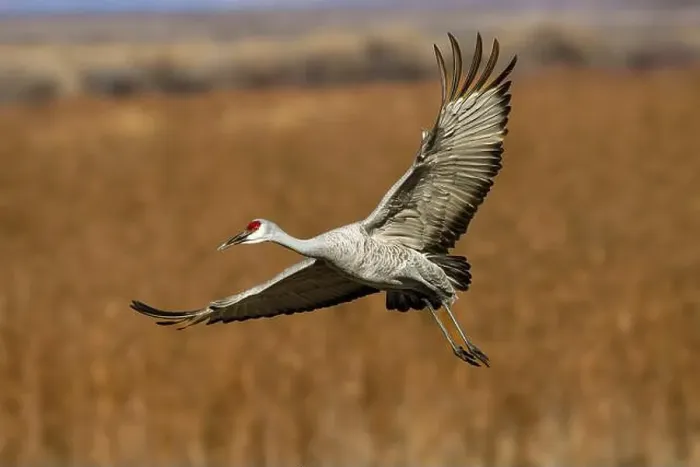 Framed Print : Sandhill crane in flight. Bosque del Apache National Wildlife Refuge, New Mexico