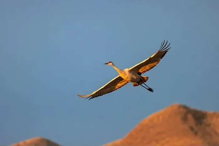 Framed Print : Sandhill crane in flight. Bosque del Apache National Wildlife Refuge, New Mexico Framed Print : Sandhill crane in flight. Bosque del Apache National Wildlife Refuge, New Mexico