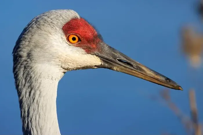 Framed Print : Sandhill crane (Grus canadensis), George C Reifel Migratory Bird Sanctuary, British Columbia, Canada Framed Print : Sandhill crane (Grus canadensis), George C Reifel Migratory Bird Sanctuary, British Columbia, Canada