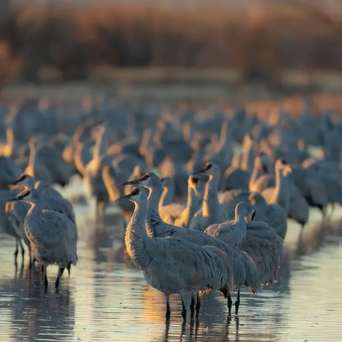Framed Print : Sandhill crane roosting pond at sunrise, Bernardo Wildlife Area, New Mexico Framed Print : Sandhill crane roosting pond at sunrise, Bernardo Wildlife Area, New Mexico