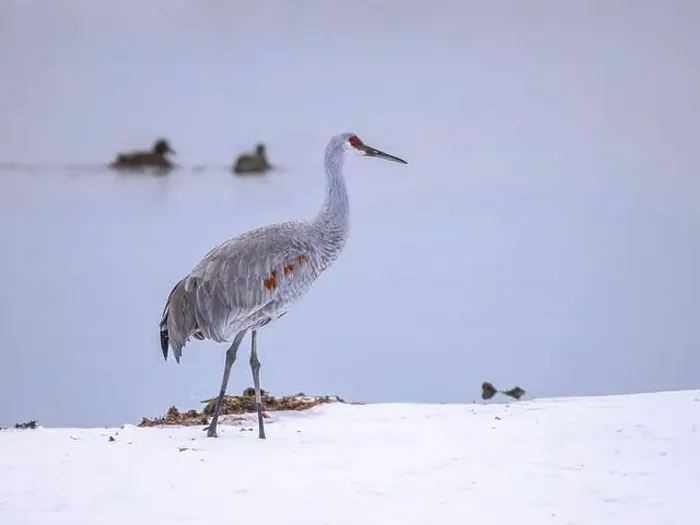Framed Print : The sandhill crane(Antigone canadensis) in the snow Framed Print : The sandhill crane(Antigone canadensis) in the snow