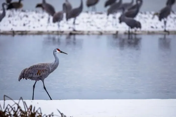 Framed Print : The sandhill crane(Antigone canadensis) in the snow, , by the water in Southern Ontario Canada. Native American bird Framed Print : The sandhill crane(Antigone canadensis) in the snow, , by the water in Southern Ontario Canada. Native American bird