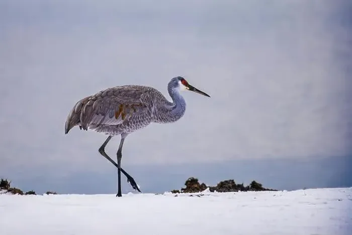 Framed Print : The sandhill crane(Antigone canadensis) in the snow, , by the water in Southern Ontario Canada. Native American bird