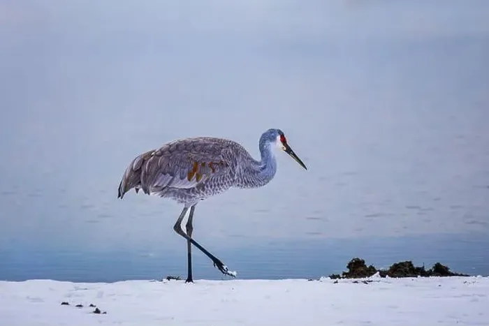 Framed Print : The sandhill crane(Antigone canadensis) in the snow, , by the water in Southern Ontario Canada. Native American bird Framed Print : The sandhill crane(Antigone canadensis) in the snow, , by the water in Southern Ontario Canada. Native American bird