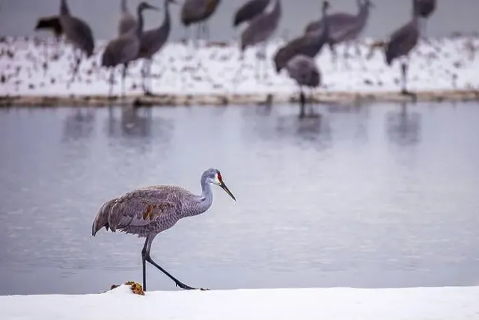 Framed Print : The sandhill crane(Antigone canadensis) in the snow, , by the water in Southern Ontario Canada. Native American bird Framed Print : The sandhill crane(Antigone canadensis) in the snow, , by the water in Southern Ontario Canada. Native American bird
