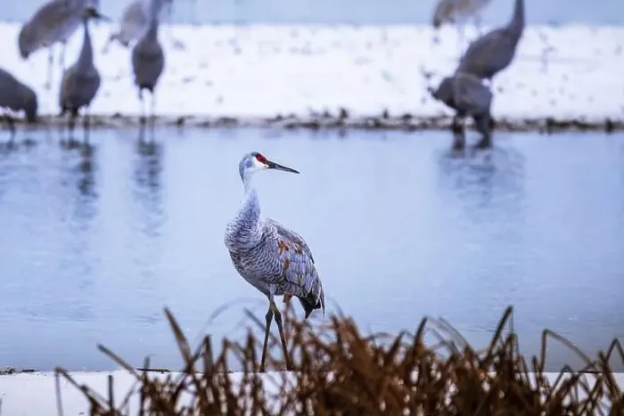 Framed Print : The sandhill crane(Antigone canadensis) in the snow Framed Print : The sandhill crane(Antigone canadensis) in the snow