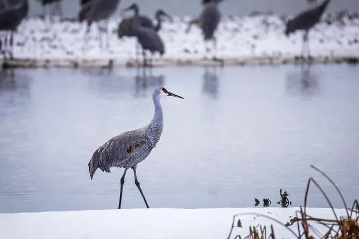Framed Print : The sandhill crane(Antigone canadensis) in the snow