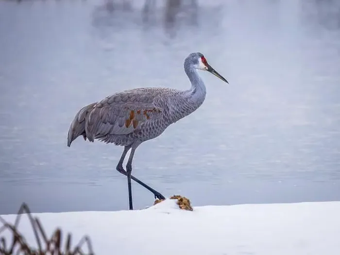 Framed Print : The sandhill crane(Antigone canadensis) in the snow, , by the water in Southern Ontario Canada. Native American bird