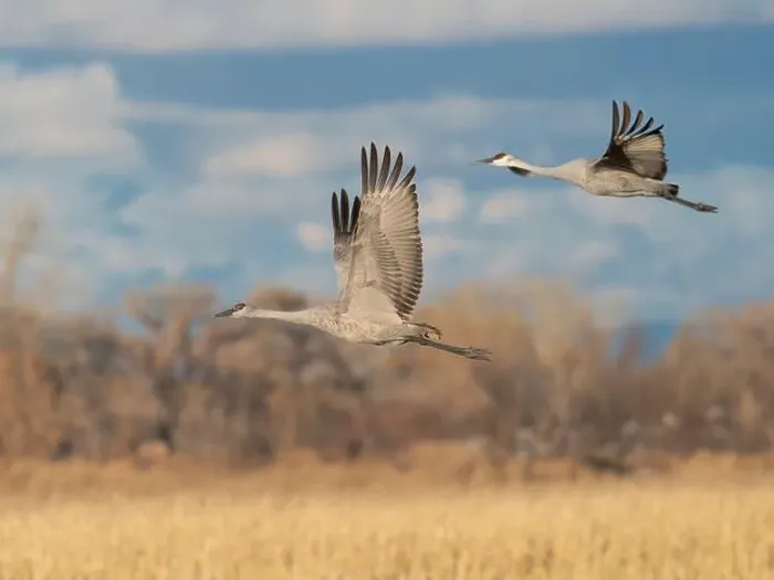 Framed Print : Sandhill cranes in flight, Bernardo Waterfowl Management Area, New Mexico Framed Print : Sandhill cranes in flight, Bernardo Waterfowl Management Area, New Mexico