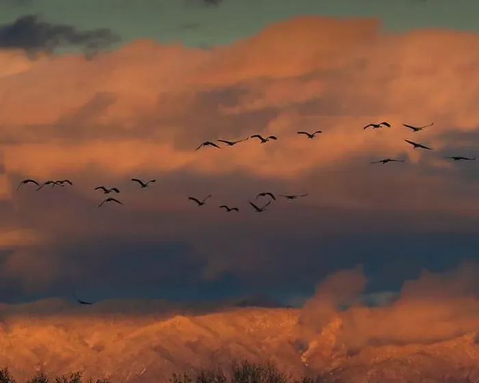 Framed Print : Sandhill cranes in flight coming in to roost at sunset Framed Print : Sandhill cranes in flight coming in to roost at sunset