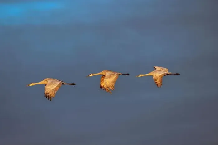 Framed Print : Sandhill cranes in flight formation. Bosque del Apache National Wildlife Refuge, New Mexico Framed Print : Sandhill cranes in flight formation. Bosque del Apache National Wildlife Refuge, New Mexico