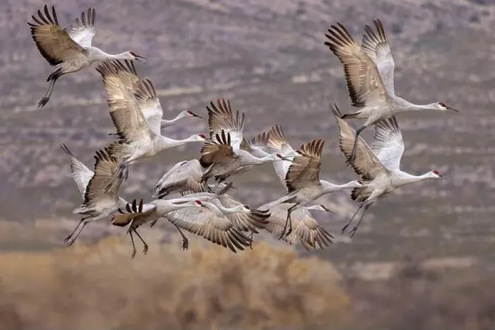 Framed Print : Sandhill cranes in flight formation. Bosque del Apache National Wildlife Refuge, New Mexico Framed Print : Sandhill cranes in flight formation. Bosque del Apache National Wildlife Refuge, New Mexico
