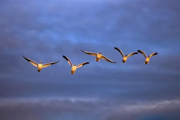 Framed Print : Sandhill cranes in flight formation. Bosque del Apache National Wildlife Refuge, New Mexico Framed Print : Sandhill cranes in flight formation. Bosque del Apache National Wildlife Refuge, New Mexico