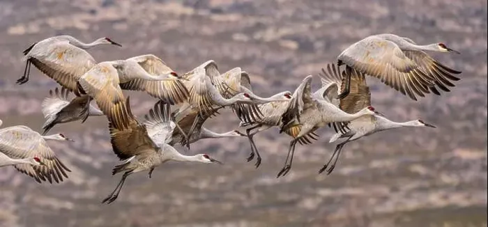 Framed Print : Sandhill cranes in flight formation. Bosque del Apache National Wildlife Refuge, New Mexico Framed Print : Sandhill cranes in flight formation. Bosque del Apache National Wildlife Refuge, New Mexico