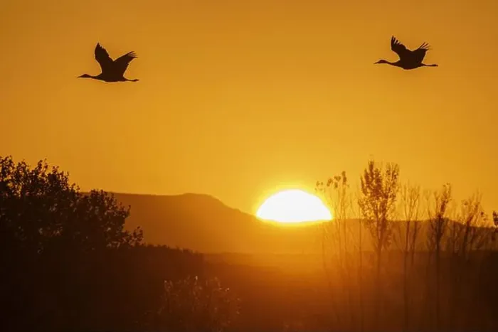 Framed Print : Sandhill cranes flying by the sun at sunrise, Bosque del Apache National Wildlife Refuge, New Mexico Framed Print : Sandhill cranes flying by the sun at sunrise, Bosque del Apache National Wildlife Refuge, New Mexico