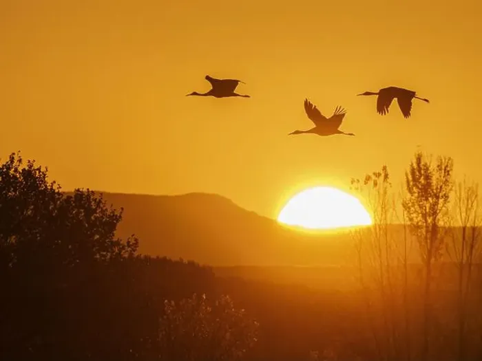Framed Print : Sandhill cranes flying by the sun at sunrise, Bosque del Apache National Wildlife Refuge, New Mexico Framed Print : Sandhill cranes flying by the sun at sunrise, Bosque del Apache National Wildlife Refuge, New Mexico