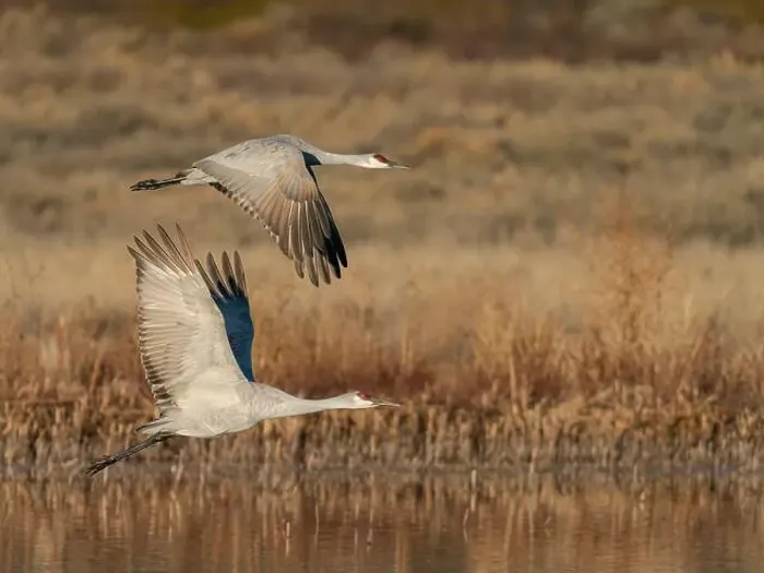 Framed Print : Sandhill cranes lift off from evening roosting ponds, Bosque del Apache National Wildlife Refuge, New Mexico Framed Print : Sandhill cranes lift off from evening roosting ponds, Bosque del Apache National Wildlife Refuge, New Mexico