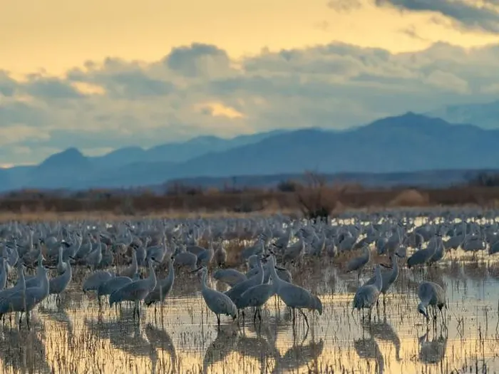 Framed Print : Sandhill cranes roost at sunrise, Bernardo Wildlife Area, New Mexico, USA Framed Print : Sandhill cranes roost at sunrise, Bernardo Wildlife Area, New Mexico, USA