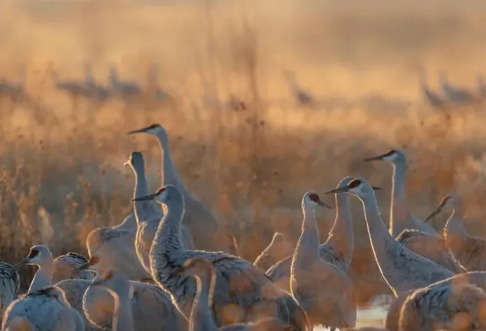 Framed Print : Sandhill cranes roosting pond on a misty sunrise, Bernardo Wildlife Area, New Mexico Framed Print : Sandhill cranes roosting pond on a misty sunrise, Bernardo Wildlife Area, New Mexico