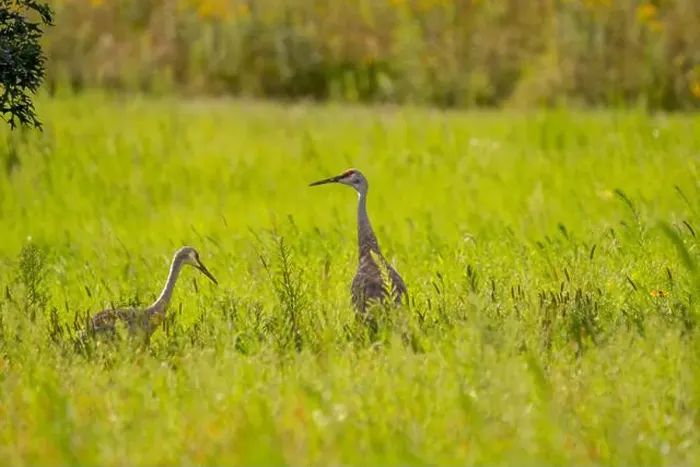 Framed Print : Two sandhill cranes stand in a lush, green meadow Framed Print : Two sandhill cranes stand in a lush, green meadow