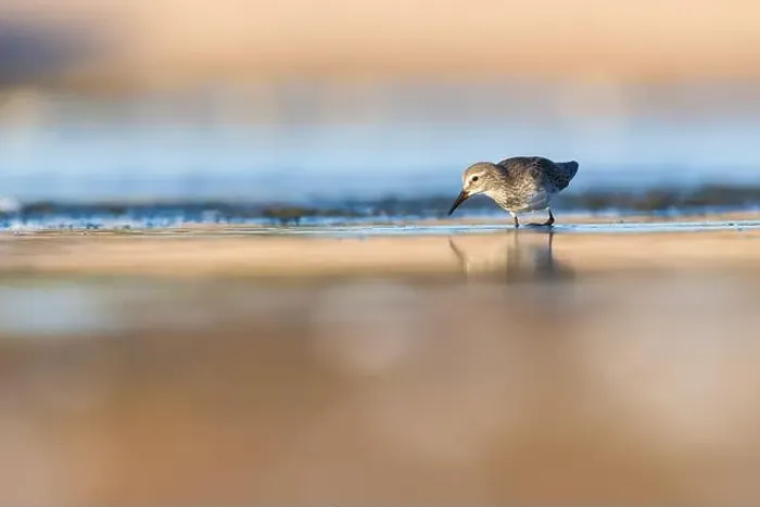 Framed Print : Least Sandpiper Framed Print : Least Sandpiper