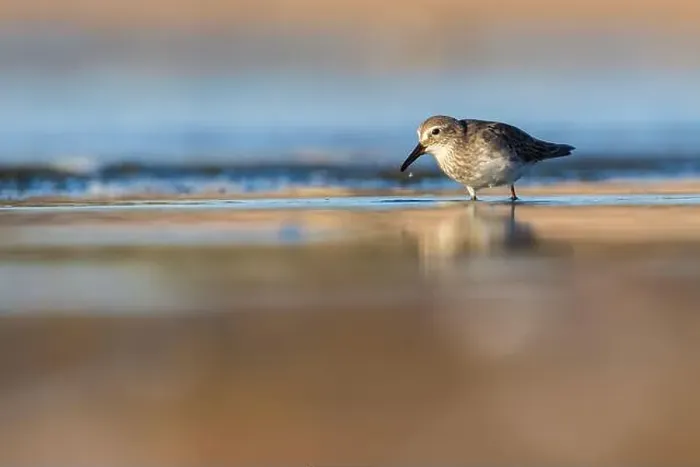 Framed Print : Least Sandpiper Framed Print : Least Sandpiper