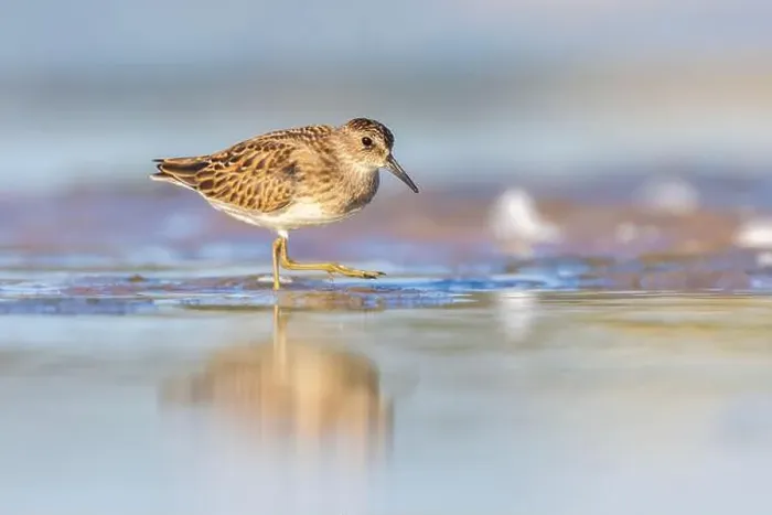 Framed Print : Least Sandpiper in autumn migration Framed Print : Least Sandpiper in autumn migration