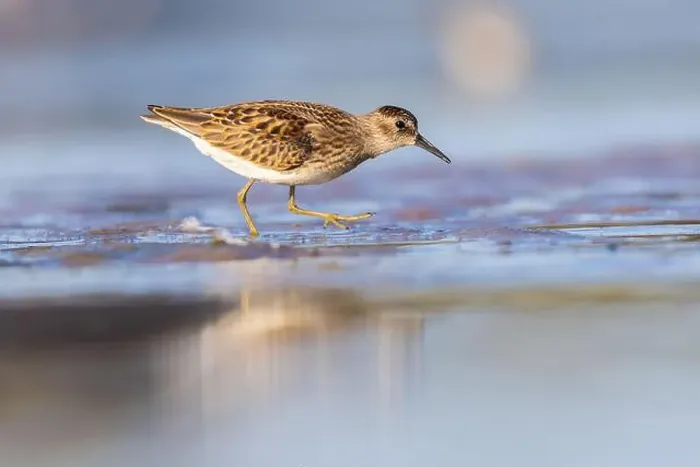 Framed Print : Least Sandpiper in autumn migration Framed Print : Least Sandpiper in autumn migration