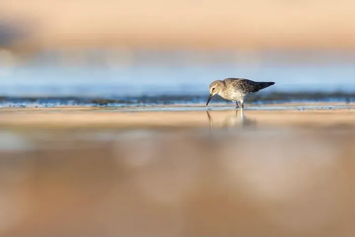 Framed Print : Least Sandpiper in autumn migration Framed Print : Least Sandpiper in autumn migration